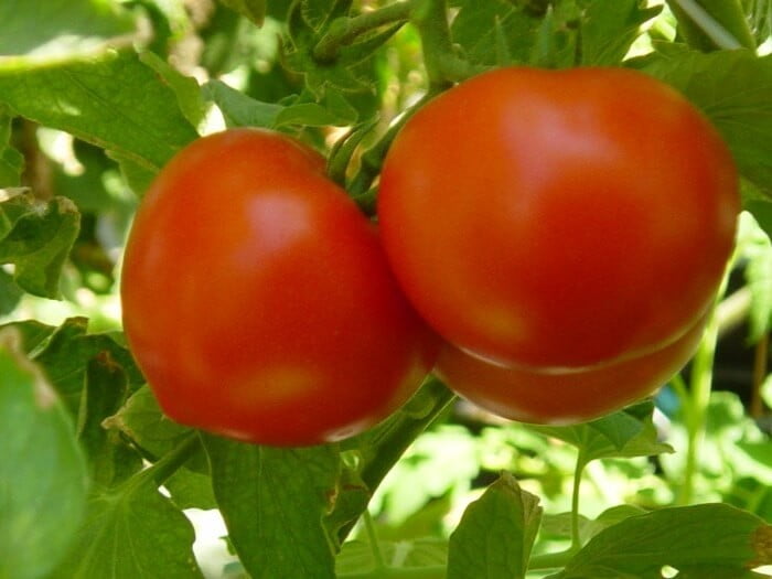 Tomate ronde rouge