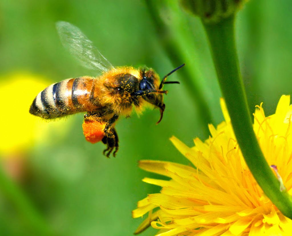 Il ne se passe pas un mois sans que l’on ne soit interpellé sur le dépérissement des abeilles dans le monde.